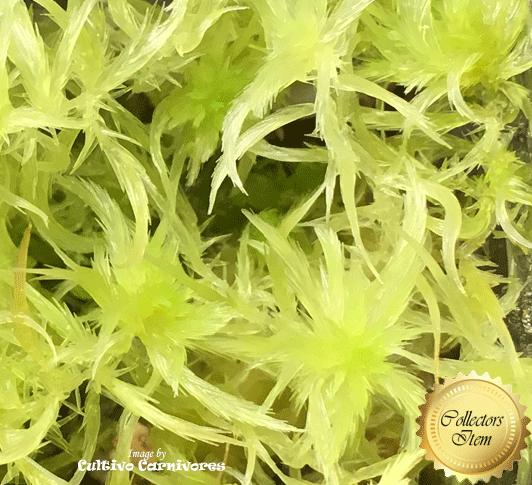 LIVE SPHAGNUM MOSS:  Species Cuspidatum CC#C21 for sale | Buy carnivorous plants and seeds online @ South Africa's leading online plant nursery, Cultivo Carnivores