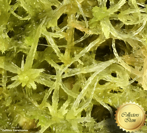 LIVE SPHAGNUM MOSS:  Species Obtusum CC#C12 for sale | Buy carnivorous plants and seeds online @ South Africa's leading online plant nursery, Cultivo Carnivores
