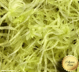 LIVE SPHAGNUM MOSS:  Species Recurvum CC#C31 for sale | Buy carnivorous plants and seeds online @ South Africa's leading online plant nursery, Cultivo Carnivores