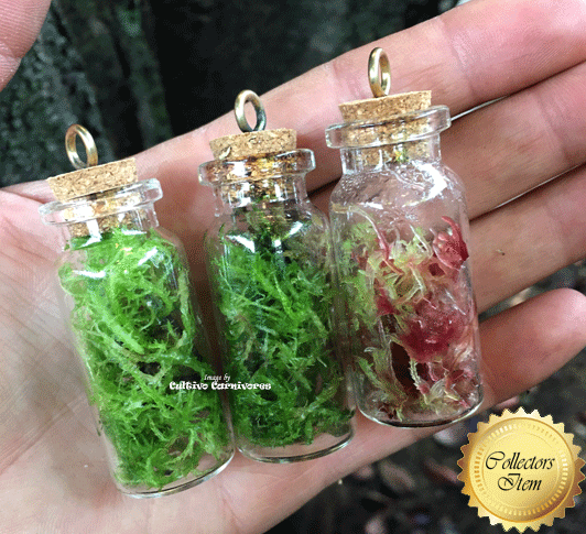 LIVE SPHAGNUM MOSS: STRANDS Mixed Species for sale | Buy carnivorous plants and seeds online @ South Africa's leading online plant nursery, Cultivo Carnivores