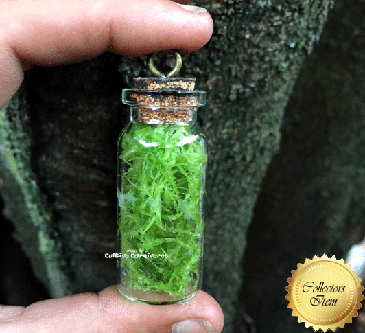 LIVE SPHAGNUM MOSS: STRANDS Mixed Species for sale | Buy carnivorous plants and seeds online @ South Africa's leading online plant nursery, Cultivo Carnivores