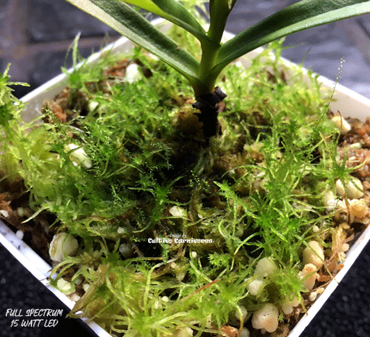 LIVE SPHAGNUM MOSS: STRANDS Mixed Species for sale | Buy carnivorous plants and seeds online @ South Africa's leading online plant nursery, Cultivo Carnivores