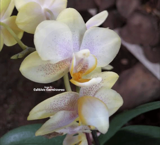 MINI ORCHIDS FOR TERRARIUMS: Micro Phalaenopsis