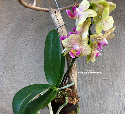 MINI ORCHIDS FOR TERRARIUMS: Micro Phalaenopsis