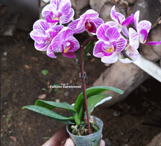 MINI ORCHIDS FOR TERRARIUMS:  Micro Phalaenopsis