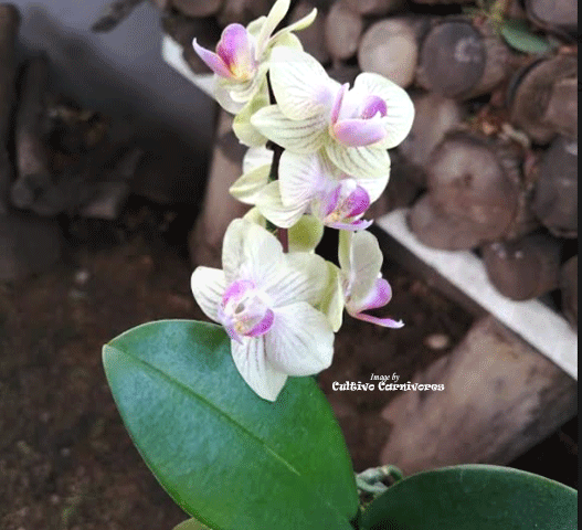 MINI ORCHIDS FOR TERRARIUMS: Micro Phalaenopsis