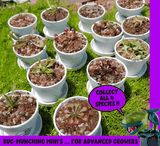 BUG-MUNCHING MINI's for advanced growers: SINGLES per species 💎 Cultivo Exclusive