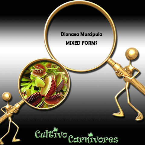 SEEDS: Venus Flytrap > Dionaea Muscipula MIXED FORMS for sale | Buy carnivorous plants and seeds online @ South Africa's leading online plant nursery, Cultivo Carnivores