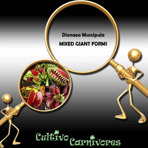 SEEDS: Venus Flytrap > Dionaea Muscipula Mixed Giants * Fresh Harvest > Summer 24/25