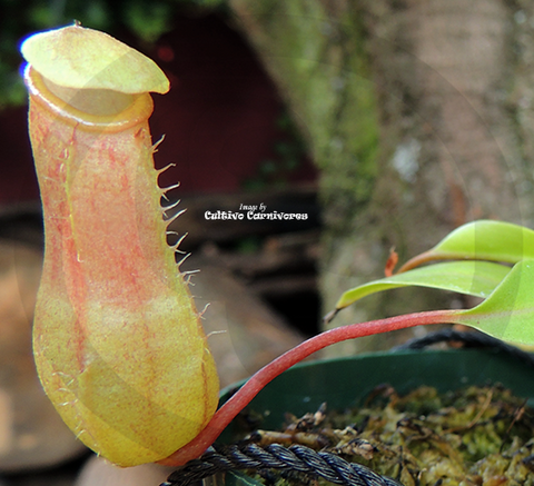 TROPICAL PITCHER PLANT: Nepenthes Ventricosa x Burkei for sale | Buy carnivorous plants and seeds online @ South Africa's leading online plant nursery, Cultivo Carnivores
