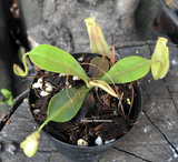 TROPICAL PITCHER PLANT: Nepenthes Ampullaria x Fusca