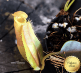 TROPICAL PITCHER PLANT: Nepenthes Ampullaria x Fusca for sale | Buy carnivorous plants and seeds online @ South Africa's leading online plant nursery, Cultivo Carnivores