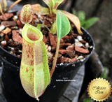 TROPICAL PITCHER PLANT: Nepenthes Ampullaria x Fusca for sale | Buy carnivorous plants and seeds online @ South Africa's leading online plant nursery, Cultivo Carnivores