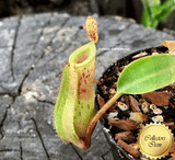 TROPICAL PITCHER PLANT: Nepenthes Ampullaria x Fusca