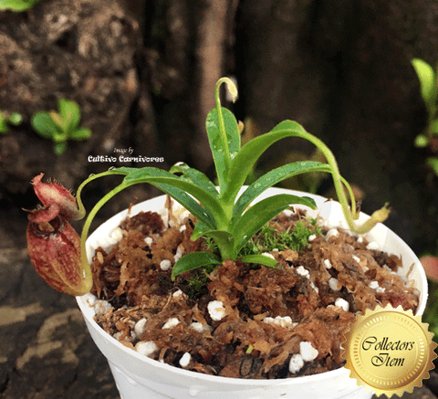 TROPICAL PITCHER PLANT: Nepenthes aristolochioides seed grown for sale | Buy carnivorous plants and seeds online @ South Africa's leading online plant nursery, Cultivo Carnivores