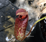 TROPICAL PITCHER PLANT: Nepenthes Aristolochioides x Ventricosa for sale | Buy carnivorous plants and seeds online @ South Africa's leading online plant nursery, Cultivo Carnivores
