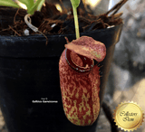 TROPICAL PITCHER PLANT: Nepenthes Aristolochioides x Ventricosa for sale | Buy carnivorous plants and seeds online @ South Africa's leading online plant nursery, Cultivo Carnivores