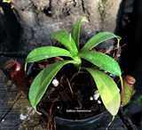 TROPICAL PITCHER PLANT: Nepenthes Aristolochioides x Ventricosa for sale | Buy carnivorous plants and seeds online @ South Africa's leading online plant nursery, Cultivo Carnivores