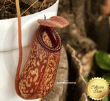 TROPICAL PITCHER PLANT: Nepenthes Aristolochioides x Ventricosa for sale | Buy carnivorous plants and seeds online @ South Africa's leading online plant nursery, Cultivo Carnivores