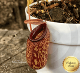 TROPICAL PITCHER PLANT: Nepenthes Aristolochioides x Ventricosa for sale | Buy carnivorous plants and seeds online @ South Africa's leading online plant nursery, Cultivo Carnivores