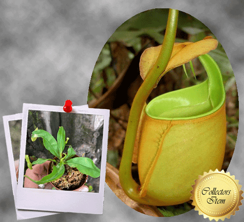 SPECIAL IMPORT 🌟 Nepenthes Bicalcarata (Sipitang, Borneo) ex Wistuba 📏 10-12cm