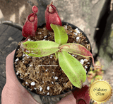 TROPICAL PITCHER PLANT: Nepenthes Big Bang (Cultivo Exclusive)