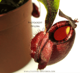 TROPICAL PITCHER PLANT: Nepenthes Big Bang (Cultivo Exclusive)