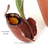 TROPICAL PITCHER PLANT: Nepenthes Big Bang (Cultivo Exclusive)