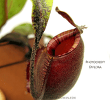 TROPICAL PITCHER PLANT: Nepenthes Big Bang (Cultivo Exclusive)
