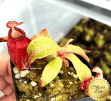 Nepenthes (ampullaria x ampullaria red stripe) x ampullaria black miracle