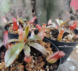 TROPICAL PITCHER PLANT: Bloody Mary for sale | Buy carnivorous plants and seeds online @ South Africa's leading online plant nursery, Cultivo Carnivores