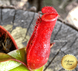 TROPICAL PITCHER PLANT: Bloody Mary for sale | Buy carnivorous plants and seeds online @ South Africa's leading online plant nursery, Cultivo Carnivores