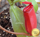 TROPICAL PITCHER PLANT: Bloody Mary for sale | Buy carnivorous plants and seeds online @ South Africa's leading online plant nursery, Cultivo Carnivores