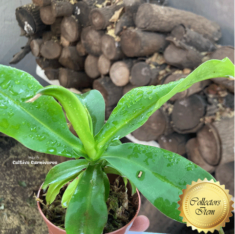 Nepenthes Bongso (Gunung Merapi, Sumatra) • XL Tropical pitcher • Wistuba clone 1