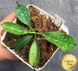 COLLECTORS ITEM 🌟 Nepenthes Burbidgeae x Lowii AW #25 > Exact plant pictured
