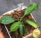 COLLECTORS ITEM 🌟 Nepenthes Burbidgeae x Lowii AW #25 > Exact plant pictured