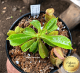 COLLECTORS ITEM 🌟 Nepenthes Burkei x Robcantleyi BE 📏 10-15cm > Exact plant pictured