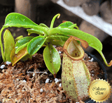 COLLECTORS ITEM 🌟 Nepenthes Burkei x Robcantleyi BE 📏 10-15cm > Exact plant pictured