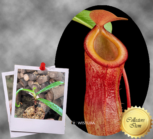 Nepenthes burkei x dubia · Seed-grown tropical pitcher · Wistuba