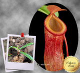 COLLECTORS ITEM 🌟 Nepenthes Burkei x Dubia AW 📏 14-16cm > Exact plant pictured