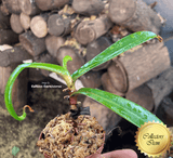 COLLECTORS ITEM 🌟 Nepenthes Burkei x Dubia AW 📏 14-16cm > Exact plant pictured