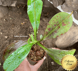 COLLECTORS ITEM 🌟 Nepenthes Chaniana x Spectabilis (Giant Bandahara) AW 📏 25-28cm > Exact plant pictured