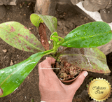 COLLECTORS ITEM 🌟 Nepenthes Chaniana x Spectabilis (Giant Bandahara) AW 📏 25-28cm > Exact plant pictured
