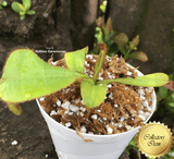 Nepenthes Chaniana x Veitchii - Borneo Exotics for sale | Buy carnivorous plants and seeds online @ South Africa's leading online plant nursery, Cultivo Carnivores