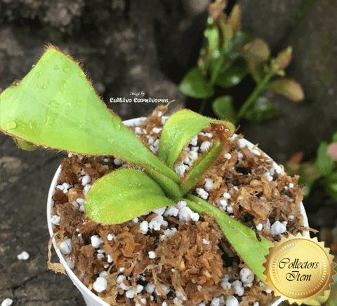 Nepenthes Chaniana x Veitchii - Borneo Exotics for sale | Buy carnivorous plants and seeds online @ South Africa's leading online plant nursery, Cultivo Carnivores