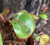 SPECIAL IMPORT 🌟 Nepenthes Clipeata ex Wistuba 📏 14-16cm