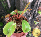 SPECIAL IMPORT 🌟 Nepenthes Clipeata ex Wistuba 📏 14-16cm