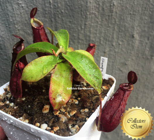 Clumpy Red Nepenthes Clumpy Red | Buy online at www.cultivocarnivores.com ...
