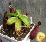 TROPICAL PITCHER PLANT: Nepenthes Mirabilis wing x Ampullaria black miracle Clone 11 from Diflora for sale | Buy carnivorous plants and seeds online @ South Africa's leading online plant nursery, Cultivo Carnivores