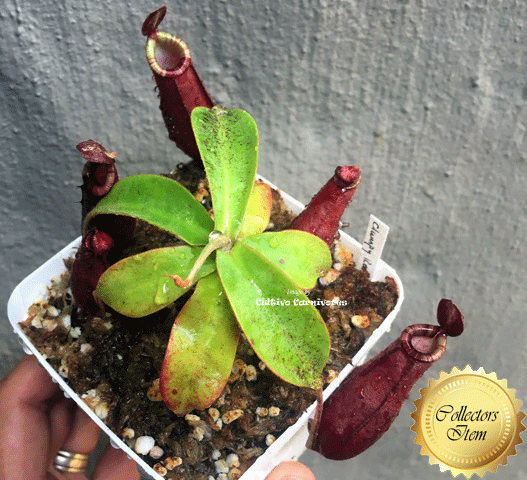 TROPICAL PITCHER PLANT: Nepenthes Mirabilis wing x Ampullaria black miracle Clone 11 from Diflora for sale | Buy carnivorous plants and seeds online @ South Africa's leading online plant nursery, Cultivo Carnivores